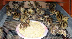 Hranirea puilor de fazan