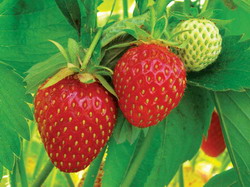 Cum fertilizam corect capsunul