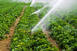 Irigarea capsunilor prin aspersiune
