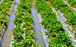 Irigarea capsunilor prin brazde