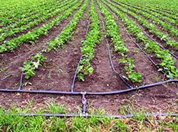 Irigarea capsunilor prin picurare