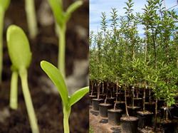 Oferta de primavara 2015: Seminte si material saditor pomicol/viticol de la institutele si statiunile romanesti