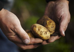 Oportunitati Agricultura Ecologica