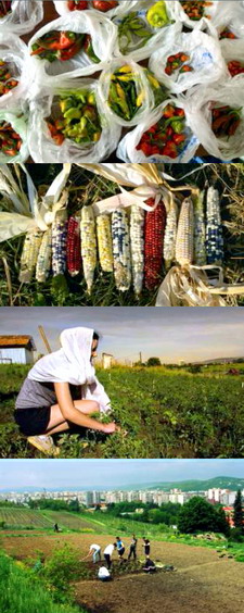 Seminte traditionale