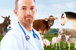 Aportul serviciilor veterinare in sprijinul autoritatiilor locale si a operatorilor din domeniul agricol