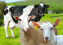 Subventii ANT bovine ovine si caprine