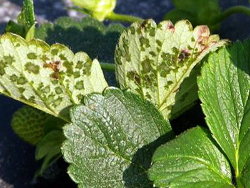 Arsura bacteriana a capsunului | Identificare si combatere