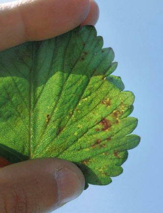 Tratament contra arsurii bacteriene a capsunului - detaliu frunza