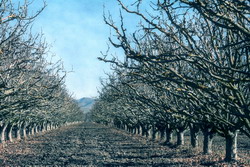 Tratamente de iarna la pomii fructiferi