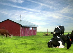 Cum sa diversifici activitatea fermei? Simplu, un pat in livada.