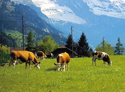 Micii fermieri crescatori de animale propun introducerea unei masuri dedicata zonei montane in noul PNDR