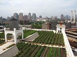 Amestecurile de pamant Rooflite pentru acoperisurile verzi