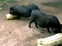 Despre cresterea porcilor vietnamezi