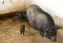 cresterea porcilor vietnamezi 2