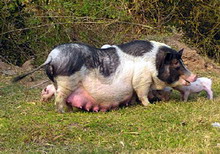 cresterea porcilor vietnamezi 3