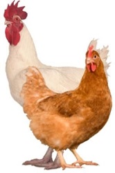 kip van vandaag 039064400 1350 08012015