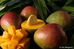 mango-kent1