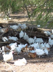 Hibrizii de pui de carne pentru crestere in aer liber