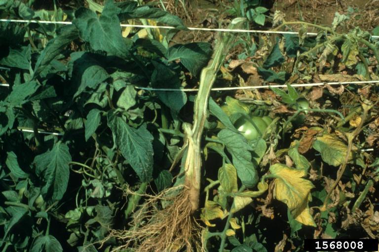 Combaterea bolilor la tomate