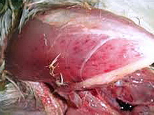 Bursita infectioasa aviara 1