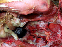 Bursita infectioasa aviara 2