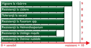 Caracteristici agronomice Porumb ZP 305