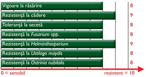 Caracteristici agronomice Porumb ZP 427