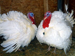 Carentele de vitamine la curci