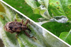 Combaterea gargaritei florilor de mar si fainarea la mar