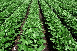 In atentia tuturor potentialilor cultivatori de soia conventionala in anul 2015