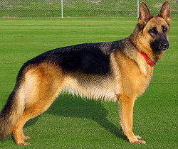 Displazia de sold – o problema intilnita frecvent la cainii de talie mare