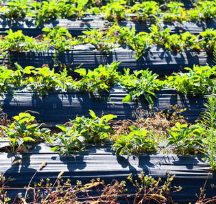 FOLIE NEAGRA PENTRU MULCIRE