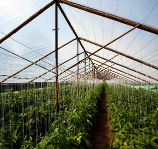 FOLIE PENTRU SOLARII