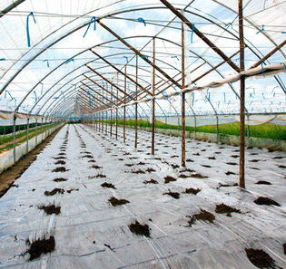 FOLIE TRANSPARENTA PENTRU GERMINATIA PLANTELOR