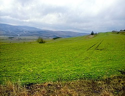 Fertilizarea culturilor de toamna in primavara