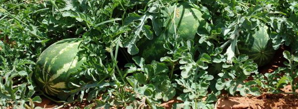 Fertilizarea pepenilor 4