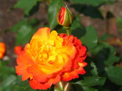 Fertilizarea trandafirilor