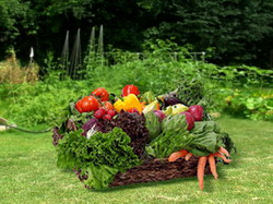 Hibrizi de legume noi, avantaje majore pentru cultivator