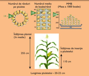Morfologie hibrid porumb DALMAC ZP 434