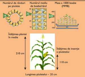 Morfologie hibrid porumb ZP 305