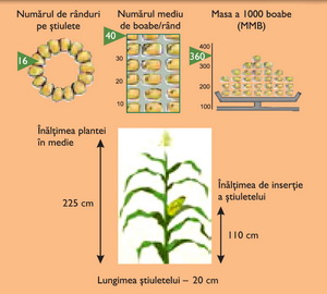 Morfologie hibrid porumb ZP 341