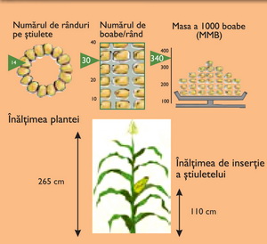 Morfologie hibrid porumb ZP 488 ZP 366