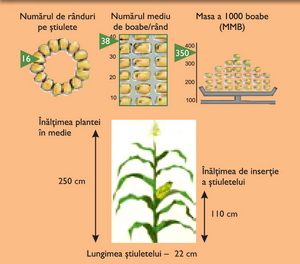 Morfologie hibrid porumb ZP 560