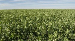 LESSNA – soi semitimpuriu de mazare furajera boabe