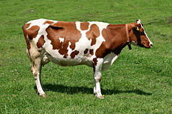 Rasa Baltata Romaneasca