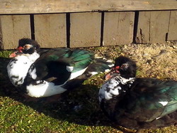 Rasa de rate Lesesti