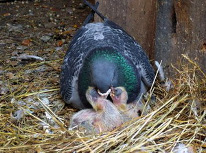 Reproducerea purumbeilor 3