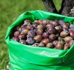 SACI SI HUSE PENTRU FRUCTE