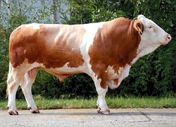 Genetica de varf furnizata de Semtest-BVN Mures a ajuns pana in China