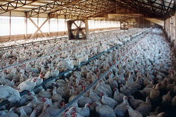 Sindromul mortii subite la puii broiler